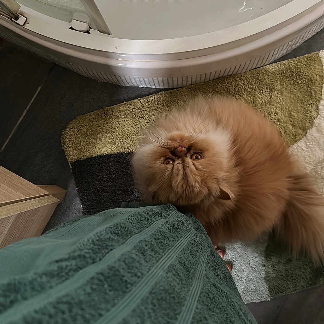 Obi-Wan participe au concours pour gagner de l'argent avec cette photo : animal, bed, bedroom, blanket, canine, cat, couch, dog, door, furniture, hardwood, homedecor, indoors, interiordesign, kitten, pet, puppy, room, towel, wood