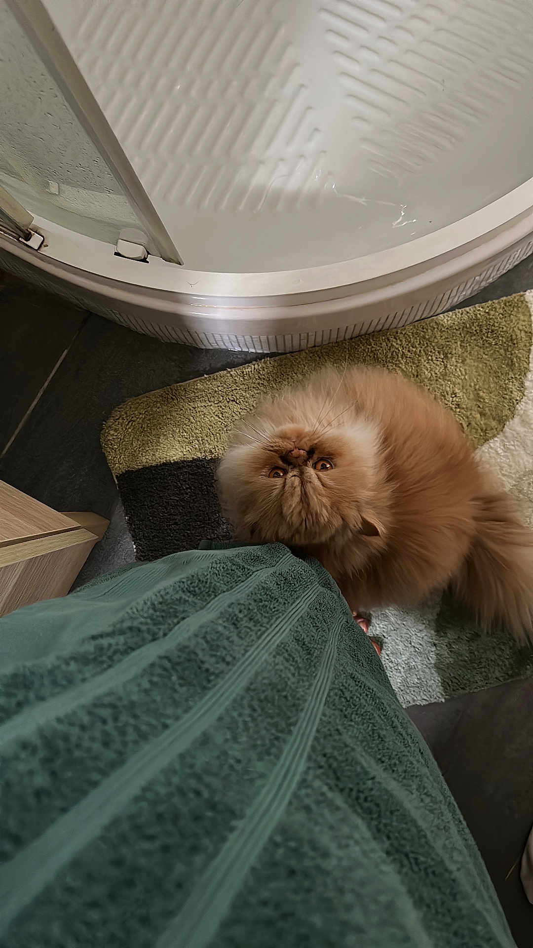 Obi-Wan participe au concours pour gagner de l'argent avec cette photo : animal, bed, bedroom, blanket, canine, cat, couch, dog, door, furniture, hardwood, homedecor, indoors, interiordesign, kitten, pet, puppy, room, towel, wood