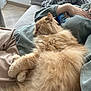 animal, bed, bedroom, blanket, canine, cat, couch, cushion, dog, furniture, homedecor, indoors, interiordesign, kitten, manx, person, pet, quilt, room, sleeping
