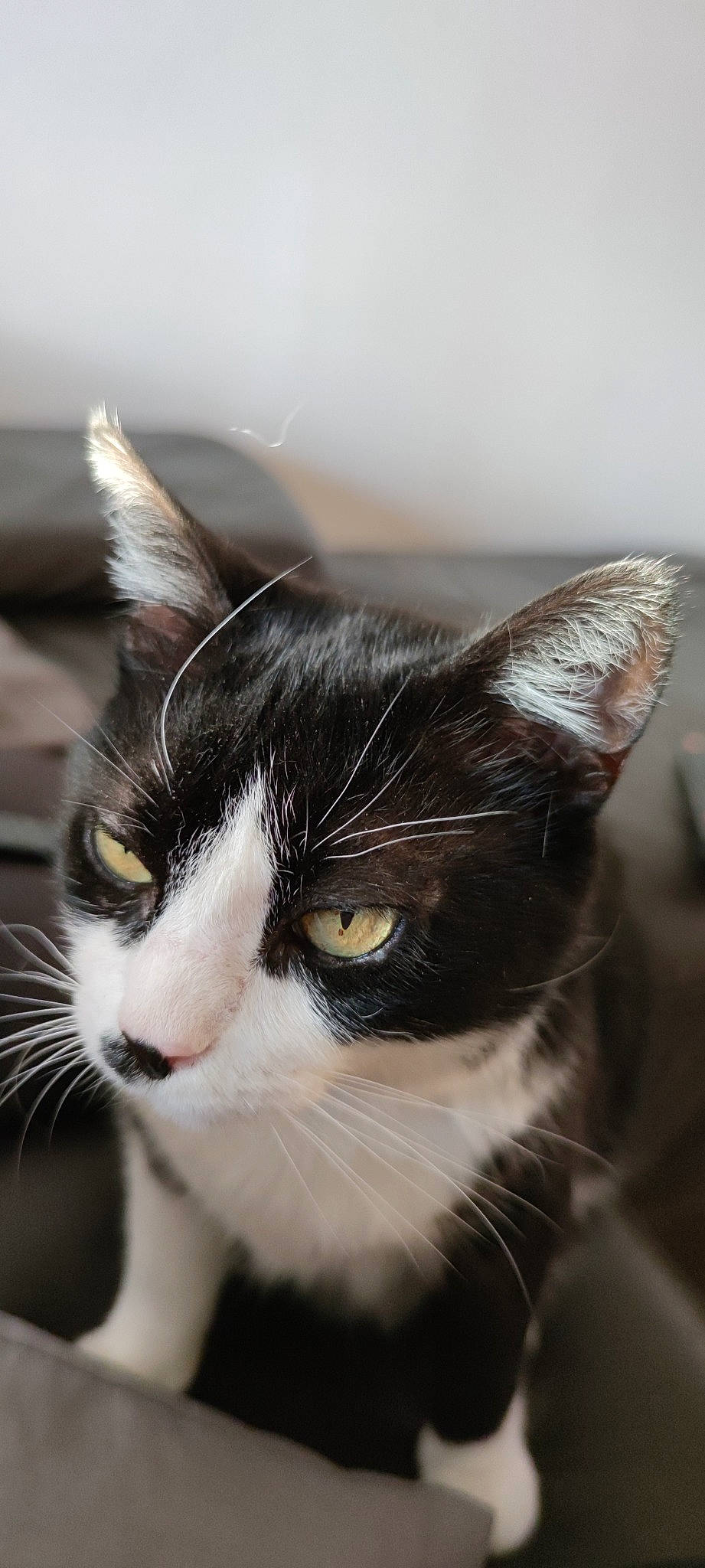 Queeny participe au concours pour gagner de l'argent avec cette photo : carnivore, cat, comfort, domestic_short_haired_cat, ear, felidae, fur, grass, monochrome, monochrome_photography, small_to_medium_sized_cats, tree, whiskers