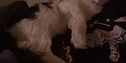 Snow is registered to the contest to win money with this photo: animal, black_and_white, cat, companion, cozy, cute, cute_pet, domestic_animal, feline, fur, home, indoor, laying_down, pet, quiet, relaxed, resting, sleepy, soft_light, whiskers
