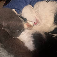 Snow is registered to the contest to win money with this photo: animal, cat, closeup, comfort, companion, cozy, cute, domestic, feline, friendship, fur, indoor, nap, pet, resting, sleeping, soft, tail, warm, whiskers