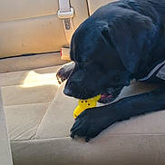 Buddy joined the competition — help win amazing prizes! dog, black_dog, toy, yellow_toy, car_seat, beige_seat, pet, animal, chewing, paw, inside_car, sunlight, relaxed, canine, seatbelt, vehicle_interior, muzzle, fur, closeup, candid