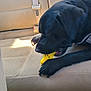 dog, black_dog, toy, yellow_toy, car_seat, beige_seat, pet, animal, chewing, paw, inside_car, sunlight, relaxed, canine, seatbelt, vehicle_interior, muzzle, fur, closeup, candid