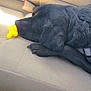 Buddy joined the competition — help win amazing prizes! dog, black_dog, sleeping, car_seat, toy, yellow_toy, pet, animal, resting, canine, inside_car, seatbelt, fur, paw, relaxation, domestic_animal, vehicle_interior, closeup, companion, nap