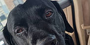 Buddy joined the competition — help win amazing prizes! dog, black_dog, pet, canine, car_interior, harness, close_up, smiling, animal, window, seatbelt, vehicle, happy, portrait, domestic_animal, fur, muzzle, ears, tongue, sitting