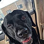 dog, black_dog, pet, canine, car_interior, harness, close_up, smiling, animal, window, seatbelt, vehicle, happy, portrait, domestic_animal, fur, muzzle, ears, tongue, sitting