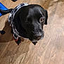 Buddy joined the competition — help win amazing prizes! dog, black_dog, pet, indoor, wooden_floor, clothing, checkered_shirt, looking_up, floor, animal, canine, fur, ears, eyes, nose, tail, domestic_animal, household, cute, companion