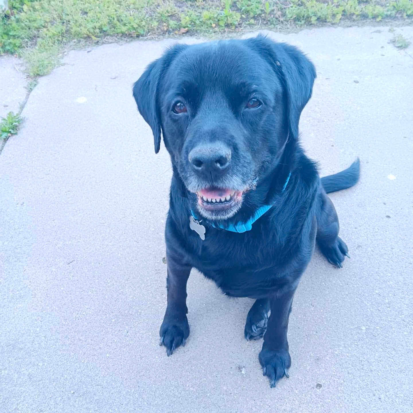 Buddy is registered to the contest to win money with this photo: animal, black_labrador, canine, collar, companion, concrete, cute, dog, domestic_animal, ears, friendly, grass, looking_up, muzzle, outdoor, paw, pet, portrait, sitting, tail