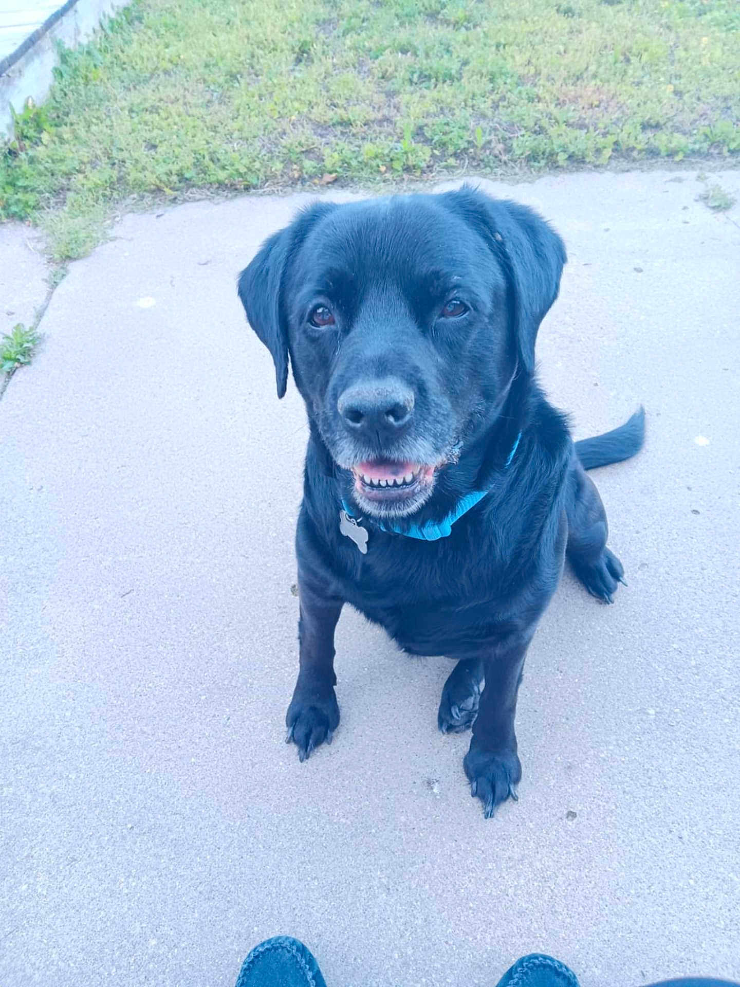 Buddy is registered to the contest to win money with this photo: dog, black_labrador, pet, sitting, outdoor, grass, concrete, collar, canine, friendly, looking_up, animal, paw, muzzle, ears, tail, cute, domestic_animal, companion, portrait
