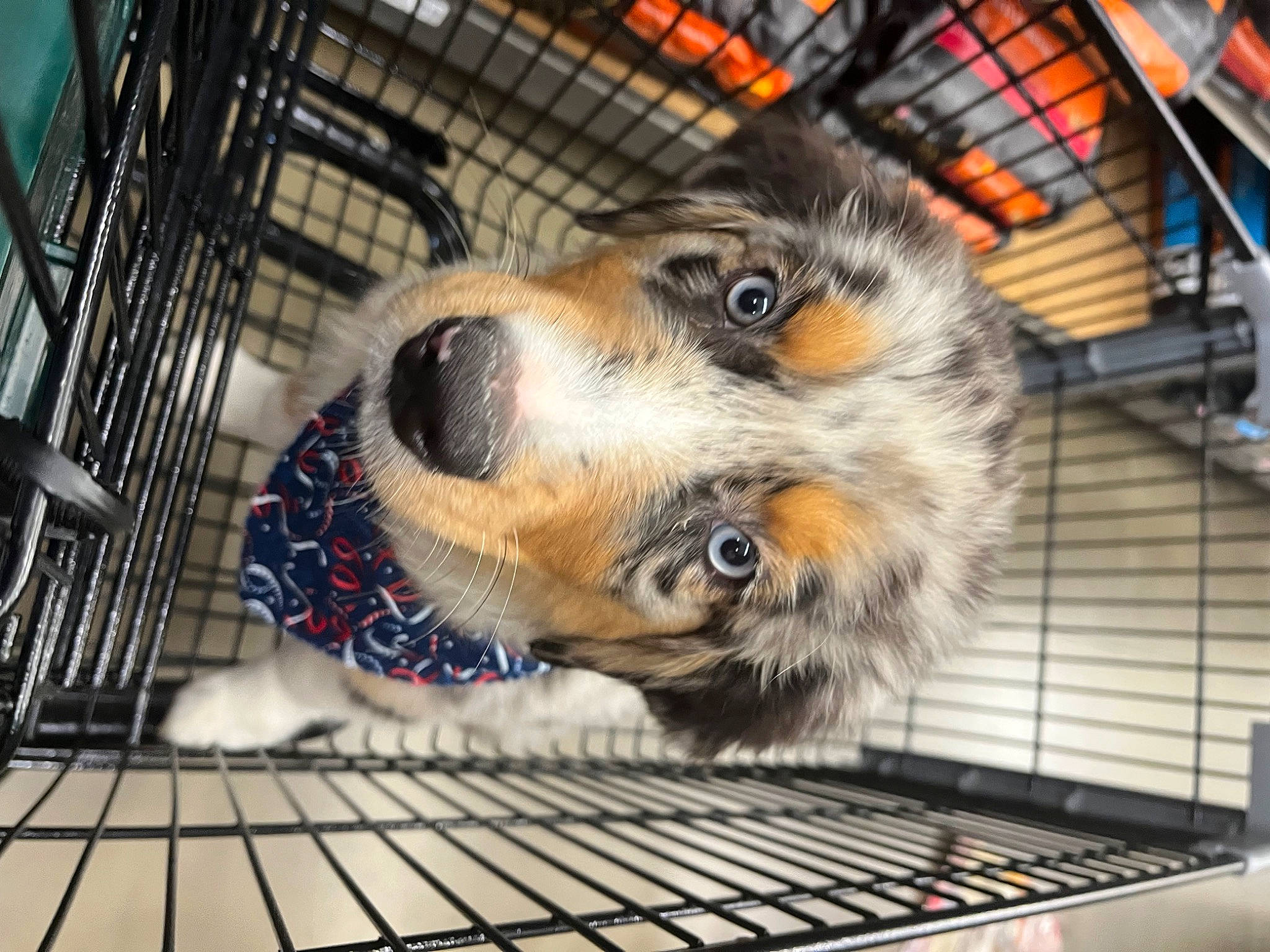 Mylo joined the competition — help win amazing prizes! animal_shelter, cage, canidae, carnivore, companion_dog, dog, dog_breed, dog_crate, dog_supply, fur, kennel, mammal, mesh, metal, pet_supply, service, snout, sporting_group, terrestrial_animal, whiskers