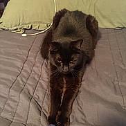 Sprite joined the competition — help win amazing prizes! cat, black_cat, bed, pillow, indoor, pet, animal, feline, fur, whiskers, relaxed, stretching, sleepy, domestic, cozy, charging_cable, blanket, resting, looking_down, quiet
