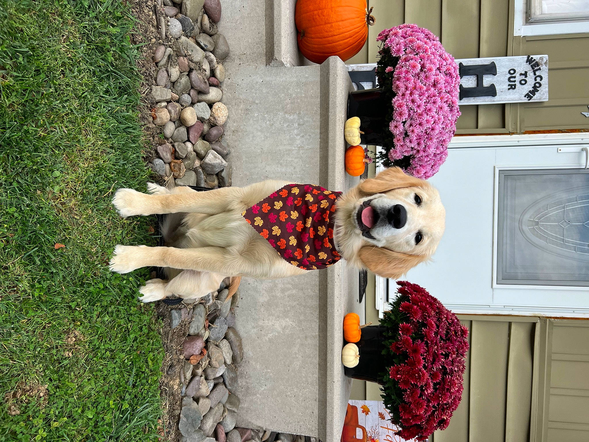 Indy joined the competition — help win amazing prizes! balloon, bookcase, calabaza, dalmatian, door, event, fur, grass, hat, home_appliance, pattern, plant, plush, pumpkin, room, scarf, shelving, stuffed_toy, toy, vegetable