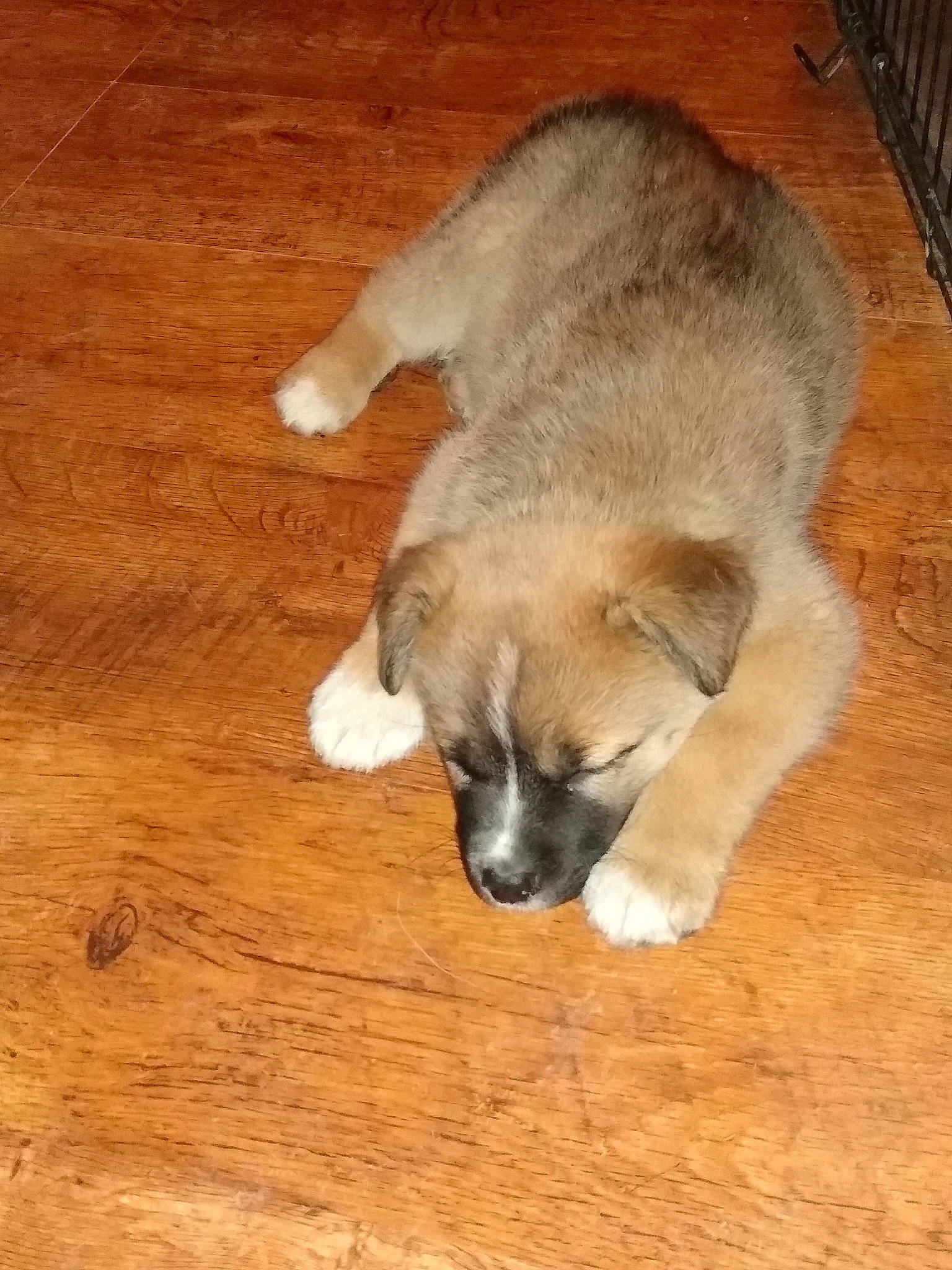 Addie joined the competition — help win amazing prizes! carnivore, claw, comfort, companion_dog, dog, dog_breed, fawn, flooring, fur, hardwood, paw, plank, snout, sporting_group, tail, terrestrial_animal, varnish, whiskers, wood, wood_stain