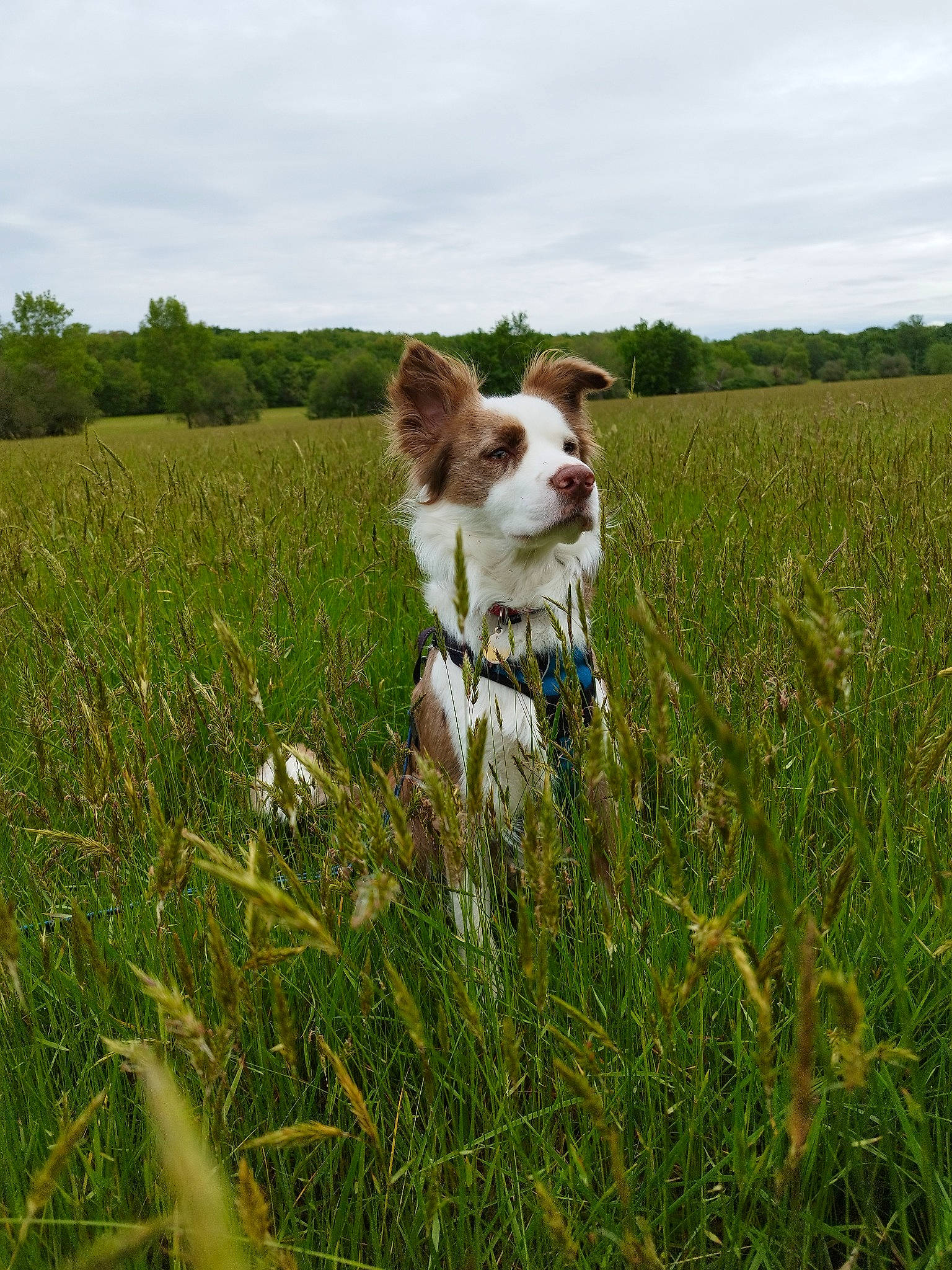 Volt a rejoint le concours — aidez-le/la à gagner de superbes lots ! carnivore, cloud, companion_dog, dog, dog_breed, fawn, flower, grass, grassland, happy, landscape, natural_landscape, pasture, people_in_nature, plant, prairie, sky, sporting_group, tree, working_animal