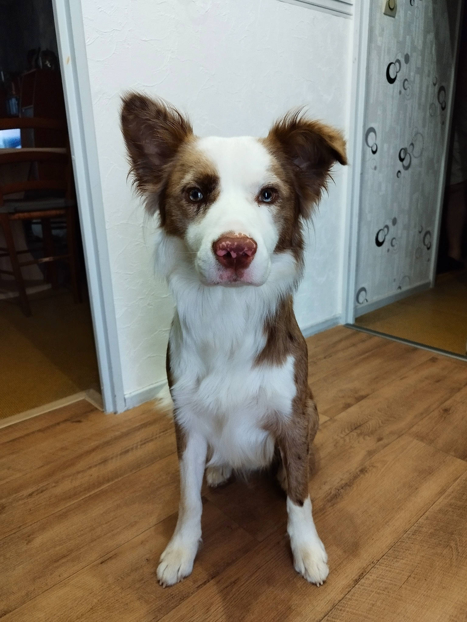 Volt participe au concours pour gagner de l'argent avec cette photo : art, cabinetry, canidae, carnivore, companion_dog, dog, dog_breed, door, drawer, flooring, fur, hardwood, liver, plank, toy_dog, varnish, whiskers, wood, wood_flooring, wood_stain