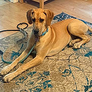 Clementine joined the competition — help win amazing prizes! dog, tan_dog, collar, leash, indoor, rug, wooden_floor, dresser, vent, pet, animal, lying_down, calm, relaxed, home, furniture, domestic, floor, brown, blue