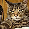 cat, tabby, close_up, fur, whiskers, ears, nose, animal, pet, indoor, wooden_background, relaxed, face, portrait, mammal, feline, cute, resting, domestic, expression