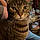 Quincy