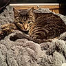 cat, tabby, animal, pet, feline, fur, whiskers, eyes, ears, blanket, soft, cozy, indoor, resting, curled_up, wood, furniture, warm_lighting, relaxed, sleepy