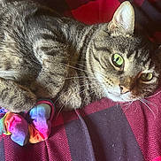 Quincy joined the competition — help win amazing prizes! cat, tabby, green_eyes, fur, whiskers, scrunchie, rainbow_colors, blanket, red, black, striped, pet, cute, animal, relaxed, indoor, closeup, paw, face, resting