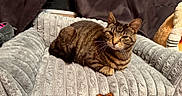Quincy joined the competition — help win amazing prizes! animal, cat, comfortable, cozy, curtains, domestic_pet, ears, feline, fur, gray, home, indoor, pet_bed, plush, relaxed, resting, striped, stuffed_animal, tabby_cat, whiskers
