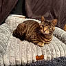 Quincy joined the competition — help win amazing prizes! tabby_cat, cat, pet_bed, indoor, plush, gray, striped, feline, relaxed, cozy, curtains, stuffed_animal, animal, fur, whiskers, ears, resting, comfortable, home, domestic_pet