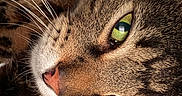 Quincy joined the competition — help win amazing prizes! cat, tabby, close_up, green_eyes, whiskers, fur, indoor, pet, animal, face, nose, sleepy, relaxed, texture, portrait, feline, reflection, soft_light, brown, cute