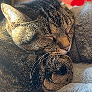 Ferrari joined the competition — help win amazing prizes! cat, tabby, sleeping, cozy, whiskers, fur, curled_up, plush_blanket, indoor, pet, relaxed, close_up, sunlight, resting, cute, animal, feline, nap, soft_texture, peaceful