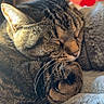 cat, tabby, sleeping, cozy, whiskers, fur, curled_up, plush_blanket, indoor, pet, relaxed, close_up, sunlight, resting, cute, animal, feline, nap, soft_texture, peaceful