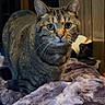 Ferrari is registered to the contest to win money with this photo: cat, tabby_cat, indoor, blanket, furniture, wooden_wall, pet, curious, fluffy, purple, cozy, domestic_animal, whiskers, fur, eyes, looking, mammal, animal, home, soft