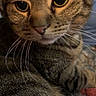 Ferrari joined the competition — help win amazing prizes! cat, tabby_cat, close_up, whiskers, feline, pet, animal, fur, striped, eyes, face, domestic_cat, relaxed, cozy, indoor, mammal, cute, portrait, nose, ears
