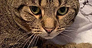Ferrari is registered to the contest to win money with this photo: cat, tabby_cat, pet, animal, feline, fur, whiskers, close_up, indoor, bed, blanket, pattern, marble_pattern, resting, cute, eyes, ears, soft_texture, cozy, lying_down