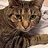 cat, tabby_cat, pet, animal, feline, fur, whiskers, close_up, indoor, bed, blanket, pattern, marble_pattern, resting, cute, eyes, ears, soft_texture, cozy, lying_down