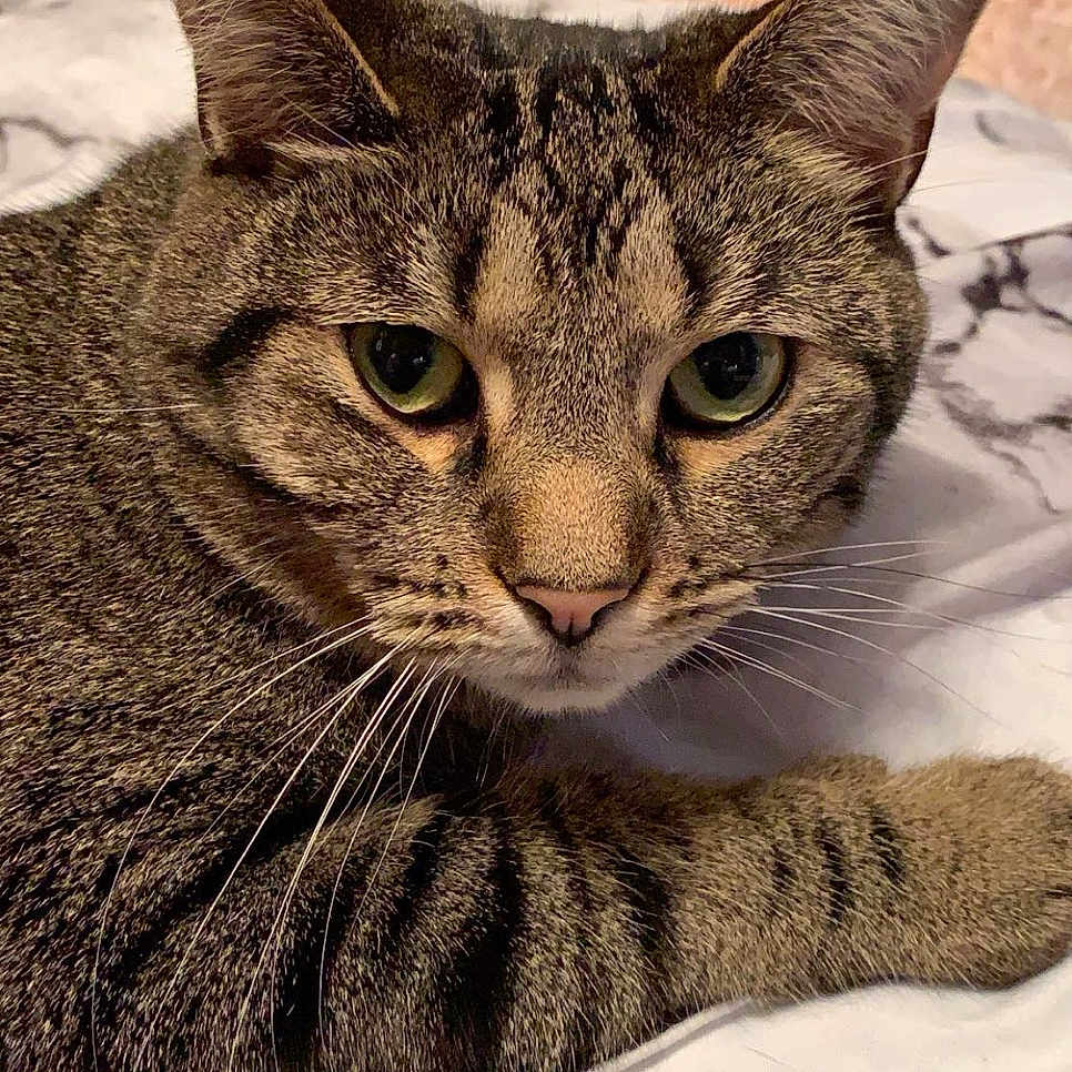 Ferrari is registered to the contest to win money with this photo: cat, tabby_cat, pet, animal, feline, fur, whiskers, close_up, indoor, bed, blanket, pattern, marble_pattern, resting, cute, eyes, ears, soft_texture, cozy, lying_down