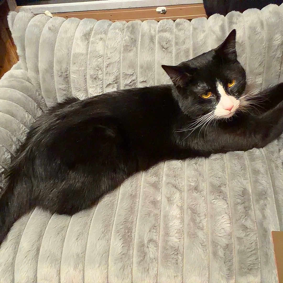 Oreo