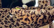 Oreo joined the competition — help win amazing prizes! cat, tuxedo_cat, pet, animal, leopard_print, cat_tree, indoor, feline, curious, resting, fur, whiskers, yellow_eyes, claws, playful, household, cozy, multi_level, scratching_post, comfortable