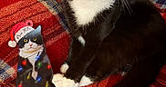 Oreo joined the competition — help win amazing prizes! animal, black_and_white_cat, cat, christmas_lights, close_up, cozy, cute, feline, festive, holiday_decor, indoor, ornament, pet, pink_nose, plaid_blanket, red_blanket, relaxed, santa_hat, whiskers, yellow_eyes