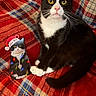 Oreo joined the competition — help win amazing prizes! cat, black_and_white_cat, pet, animal, plaid_blanket, red_blanket, ornament, holiday_decor, santa_hat, christmas_lights, cozy, indoor, cute, feline, whiskers, yellow_eyes, pink_nose, relaxed, close_up, festive