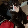 Oreo joined the competition — help win amazing prizes! cat, kitten, black_and_white, pet, animal, feline, cute, lying_down, blanket, cozy, indoor, fur, whiskers, ears, pink_nose, eyes, resting, couch, domestic, young
