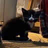 Oreo is registered to the contest to win money with this photo: animal, black_and_white, carpet, cat, cozy, cute, domestic, feline, floor, fur, household, indoor, kitten, mammal, meowing, pet, playful, small, whiskers, young