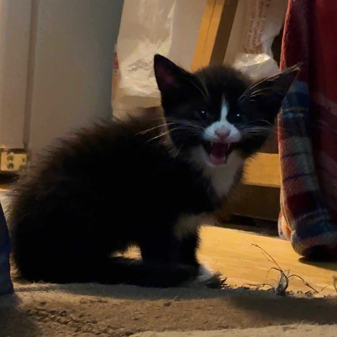 Oreo