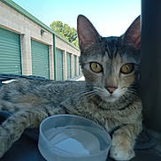 Gypsy joined the competition — help win amazing prizes! cat, tabby_cat, animal, pet, indoor, dashboard, water_bowl, storage_units, green_doors, clear_sky, relaxed, closeup, feline, curious, striped_fur, yellow_eyes, paw, vehicle_interior, daylight, resting