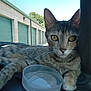 cat, tabby_cat, animal, pet, indoor, dashboard, water_bowl, storage_units, green_doors, clear_sky, relaxed, closeup, feline, curious, striped_fur, yellow_eyes, paw, vehicle_interior, daylight, resting