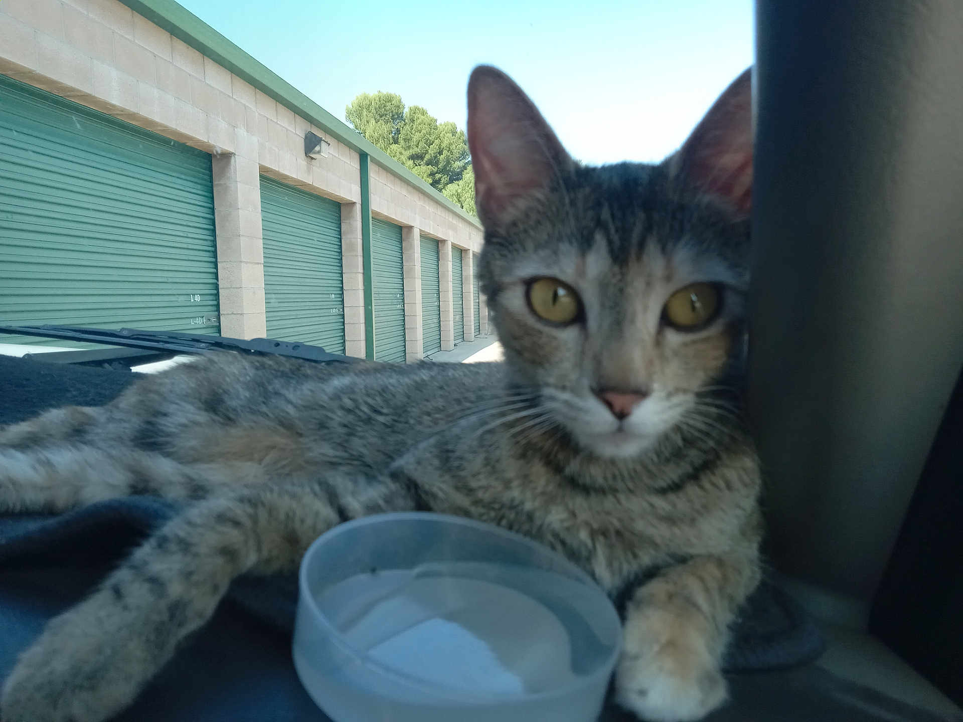 Gypsy joined the competition — help win amazing prizes! cat, tabby_cat, animal, pet, indoor, dashboard, water_bowl, storage_units, green_doors, clear_sky, relaxed, closeup, feline, curious, striped_fur, yellow_eyes, paw, vehicle_interior, daylight, resting