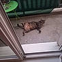 cat, tabby_cat, concrete_floor, sliding_glass_door, green_table, ashtray, privacy_screen, outdoor, relaxed, lying_down, pet, animal, feline, domestic_cat, window, doorframe, resting, gray, striped, home