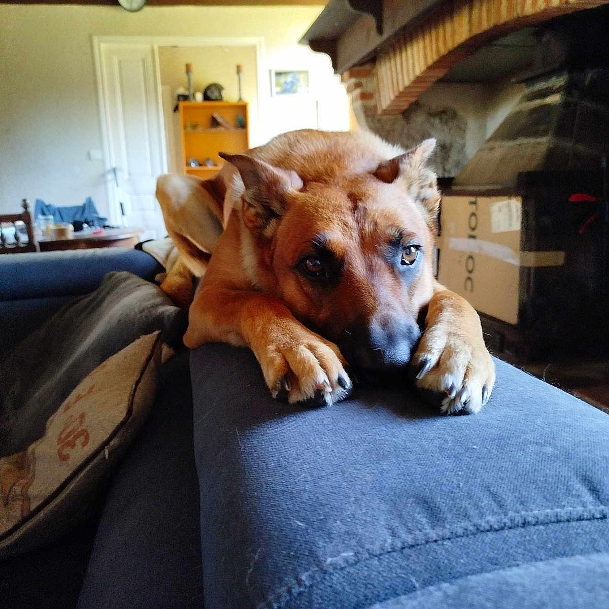 Teico a rejoint le concours — aidez-le/la à gagner de superbes lots ! animal, brown_dog, canine, clock, closeup, couch, cozy, dog, fireplace, furniture, home, indoor, living_room, looking, paws, pet, relaxed, resting, shelf, wooden_ceiling