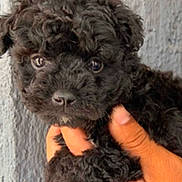 Lucy joined the competition — help win amazing prizes! puppy, dog, black_fur, curly_fur, hand, pet, cute, animal, closeup, portrait, young_dog, furry, indoor, looking, face, small, adorable, mammal, friendship, companionship