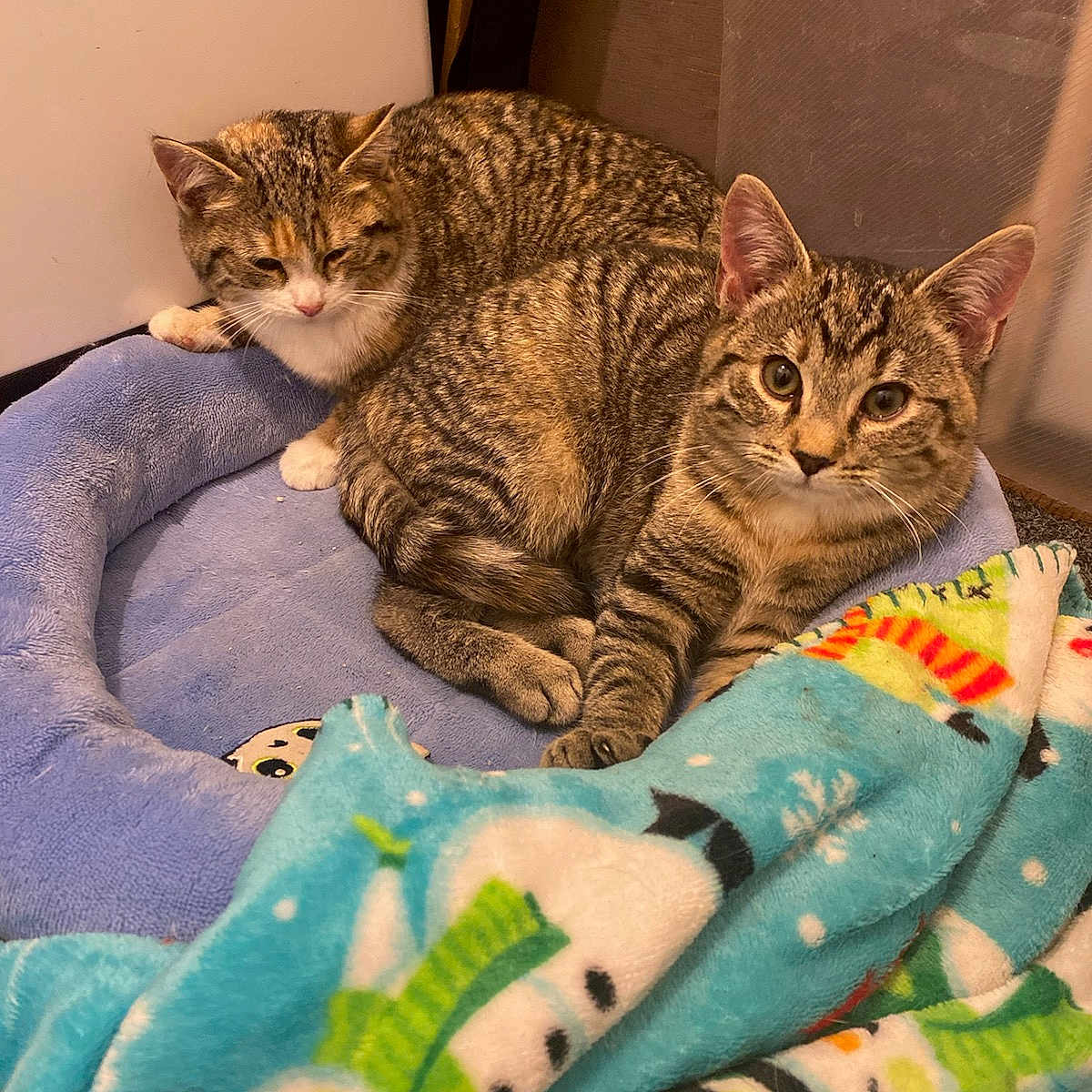 Snuggles And Bunny