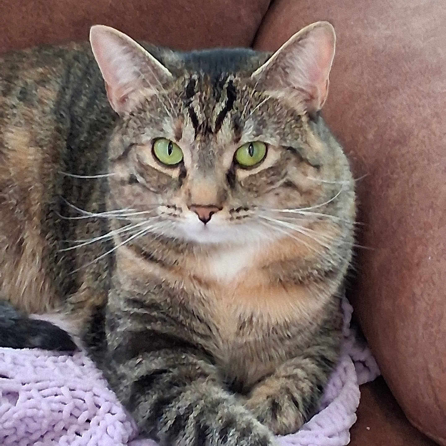 Lila joined the competition — help win amazing prizes! animal, blanket, cat, couch, cozy, cute, domestic_cat, ear, feline, fur, green_eyes, indoor, mammal, paw, pet, relaxed, resting, striped, tabby_cat, whiskers